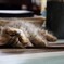 猫のいる生活