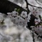 sakura1