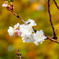 千住神社の十月桜
