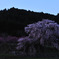 又兵衛桜