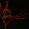 彼岸花