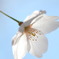 SaKuRa1