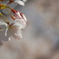 SaKuRa3
