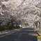 桜通