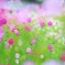 cosmos ～コスモス街道