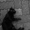 ネコ 