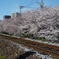 桜並木です。