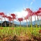 里山の秋