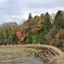 田んぼ