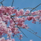 ２０１１年春