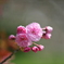 ２０１１年春