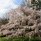 植物園最大の桜