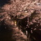 夜の桜