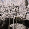 神代桜トンネル