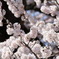 神代桜