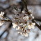 お花見