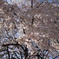 しだれ桜
