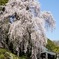 2011青梅市梅岩寺のしだれ桜