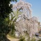 2011青梅市梅岩寺のしだれ桜　青梅の町を望む丘より