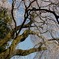 2011青梅市梅岩寺のしだれ桜