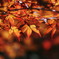 秋色紅葉