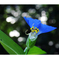 俳諧歳時記A403・・・♪