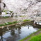 近所の桜