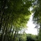 嵐山 竹林