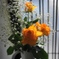 玄関前の薔薇