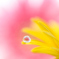 雫の中に花を閉じ込めて