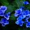 紫陽花2