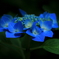紫陽花3