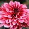 dahlia
