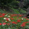 紅白の彼岸花と 古民家