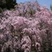 枝垂桜がきれいなお寺