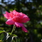 秋薔薇