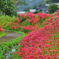 2022-09-24_蓑沢彼岸花公園-2
