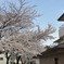 桜１