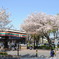 桜２