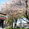 7、少年、桜