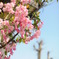 桜３