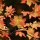 早めの紅葉