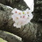 附属病院構内の桜-01