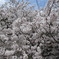 附属病院構内の桜-02