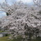 附属病院構内の桜-03