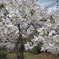 附属病院構内の桜-04