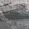 附属病院構内の桜-06