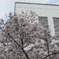 附属病院構内の桜-07
