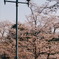 桜と街頭