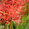 DSC_9779_00001_00001